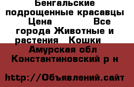 Бенгальские подрощенные красавцы. › Цена ­ 20 000 - Все города Животные и растения » Кошки   . Амурская обл.,Константиновский р-н